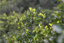 Load image into Gallery viewer, Tasting the "Tea Tiger" in 2025: Spring Delights at Tongxin She Teahouse