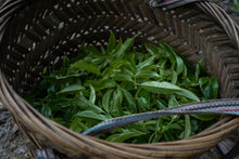 Load image into Gallery viewer, "Ancient tree Tuberose Fragrance dancong oolong".古树夜来香/Gu Shu Ye Lai Xiang.