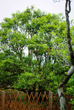 Load image into Gallery viewer, Phoenix Dancong rare variety "Shi Li Xiang  Dancong"/十里香