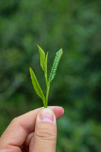 Load image into Gallery viewer, Tongxinshe's first black tea in 2025 is amazing! Tongmuguan Flower Fragrance Black Tea invites you to taste the century-old tea fragrance