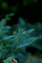 Load image into Gallery viewer, 2026 Charcoal-Roasted Tai Mu Mountain Silver Needle White Tea: Worth Its Weight in Gold, the Apex of Silver Needle