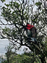 Load image into Gallery viewer, Guangdong Fenghuang Dancong ancient trees "Dai Zhao Tea"