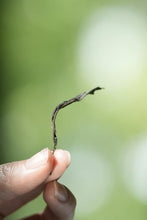 Load image into Gallery viewer, Tongxinshe Teahouse Recommendation: 2025 Da'an Ancient Tree Baxian, Savor the Orchid Elegance of "Perfume in Tea"