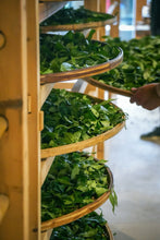 Load image into Gallery viewer, New Product Launch | Handmade by Intangible Cultural Heritage Inheritor Wang Guoxing, 2025 Matouyan Rougui "Horse Meat" Makes a Grand Debut 马头岩肉桂