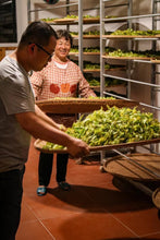 Load image into Gallery viewer, Tongxin She Teahouse 2025 Limited Launch | Handmade Bai Jiguan by Gao Peng and His Mother, A Cup Holds the Elegance of Wuyi白鸡冠。