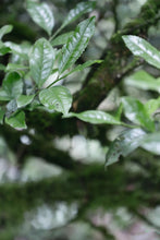 Load image into Gallery viewer, The 19th Black Tea Competition of Wuyishan Tea Bureau/First Prize "Wilderness Da Chi Gan"
