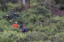 Load image into Gallery viewer, The 19th Black Tea Competition of Wuyishan Tea Bureau,First Prize "Xiao Chi Gan"