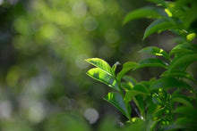 Load image into Gallery viewer, Phoenix Dancong tea - "Shemen"/輋门