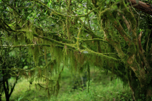 Load image into Gallery viewer, Chunshe Tea House's 2025 Spring Snake Blessing New Year Tea Gift