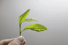 Load image into Gallery viewer, 2024 High Mountain "Milanxiang"