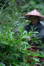 Load image into Gallery viewer, 2024 Wuyi Queshe: A Rare Treasure in Rock Tea