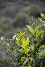 Load image into Gallery viewer, Tasting the "Tea Tiger" in 2025: Spring Delights at Tongxin She Teahouse