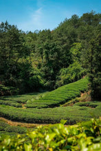 Load image into Gallery viewer, Tea as a Pilgrimage: Tongxin She Presents Kuanlu "Xuanzang's Journey to the West · Cyan-Blue Edition" Cliff Cinnamon 唐玄奘西行·青蓝版