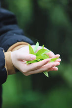 Load image into Gallery viewer, There is a kind of fragrance called osmanthus fragrance. 2025 Group Osmanthus Fragrance Single Cong Tea from Da'an