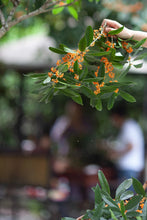 Load image into Gallery viewer, 2023 "Osmanthus Black Tea"/桂花红茶