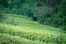 Load image into Gallery viewer, Wuyi Rock Tea Small Varieties: Tuberose Aroma./夜来香岩茶.