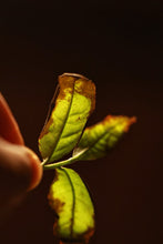 Load image into Gallery viewer, New Product Launch | Handmade by Intangible Cultural Heritage Inheritor Wang Guoxing, 2025 Matouyan Rougui "Horse Meat" Makes a Grand Debut 马头岩肉桂