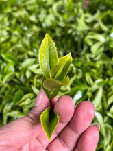 Load image into Gallery viewer, Guangdong Oolong Tea Phoenix Dancong “Wu Dong Ju Duo Zai”乌岽锯朵仔