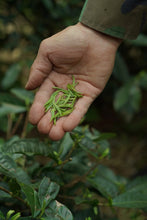 Load image into Gallery viewer, 2026 Tongxinshe Tea Origin Trace | Tongmu Pass Floral Jinjunmei, A True Mountain Terroir Flavor