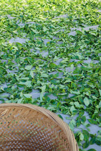 Load image into Gallery viewer, 2025 Tongxin She Teahouse: Phoenix Dancong "Xuepian Yashi Xiang" – The Stunning Culmination of Winter's Essence雪片鸭屎香