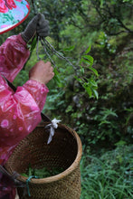 Load image into Gallery viewer, Tongxinshe Teahouse | 2026 Phoenix Dancong Pomelo Blossom Fragrance · Limited Free Tasting柚花香
