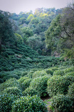 Load image into Gallery viewer, Tongxin She Teahouse: Tracing the Source of Premium West Lake Longjing Tea, Customizing the Supreme Flavor of Spring Tea