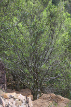 Load image into Gallery viewer, Phoenix Dancong rare variety "草蘭 Grass Orchid"