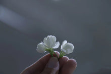 Load image into Gallery viewer, A Cup of Jasmine Silver Needle Tea: Hiding All the Vividness and Tenderness of the World