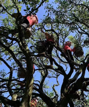 Load image into Gallery viewer, "Ancient Tree Old Song Zhong"