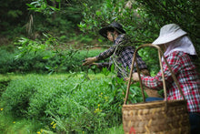 Load image into Gallery viewer, Zhengyan Jin Mu Dan: The Floral Pinnacle of Wuyi Rock Tea。弥陀岩金牡丹