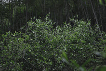 Load image into Gallery viewer, The Beauty of Simplicity and Tranquility in Feizixiao —— Tongxin She Teahouse's Newly Launched 2025 Tongmuguan Black Tea Feizixiao