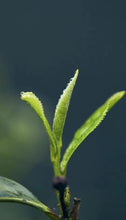 Load image into Gallery viewer, 2025 Wuyishan Tongmu Guan Floral Jinjunmei Black Tea Arrives at Tongxinshe Teahouse! Inviting You to Taste the Essence of Black Tea