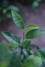 Load image into Gallery viewer, Tongxinshe Teahouse Premium Selection He Gangyan Tea Factory · Matou Rock Beidou:The Rare Delicacy of Authentic Wuyi Famous Bush Tea