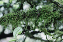 Load image into Gallery viewer, 2024 Tong Mu Guan Lao Cong Hong Cha.