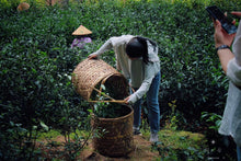 Load image into Gallery viewer, Produced by the inheritor of the intangible cultural heritage of "Niulankeng Rou Gui" in the core production area of Wuyishan Rock Tea in 2024.