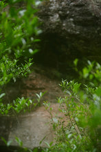 Load image into Gallery viewer, 2025 Jiulongke Rougui – A Cup Welcomes Spring 一盏逢春“九龙窠肉桂”