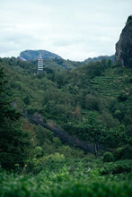 Load image into Gallery viewer, Rock Bone and Flower Fragrance Hidden in a Secret Realm: Tongxinshe Presents the Rare 2025 Wuyi Rock Tea "Yujing Liuxiang"玉井流香 to Tea Lovers