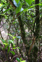 Load image into Gallery viewer, Hui Yuan Keng Shui Xian 2023/Choose the core production area of Zheng Yan, the water contains floral fragrance, and the rock rhyme is full