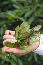 Load image into Gallery viewer, "Niu Lan Keng Qi Zhong" handmade by Mr. Wang Guoxing, the inheritor of the production skills of Wuyi Rock Tea (Da Hong Pao), the first batch of national intangible cultural heritage in Wuyishan City. Each can has Mr. Wang Guoxing's signature, which is of