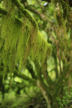 Load image into Gallery viewer, Chunshe Tea House's 2025 Spring Snake Blessing New Year Tea Gift