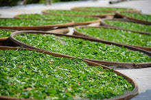 Load image into Gallery viewer, Guangdong Oolong Tea Phoenix Dancong "Brothers Tea"/兄弟仔。