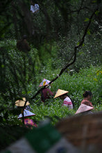 Load image into Gallery viewer, Tongxinshe Teahouse New Launch | Wugui Peak Orchid-Fragrance High-Clump Shui Xian Limited-Time Free Tasting 乌龟岩高枞水仙