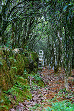 Load image into Gallery viewer, Phoenix Dancong rare variety "Shi Li Xiang  Dancong"/十里香