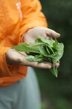 Load image into Gallery viewer, Exploring the Secret of Wuyi: Tongxinshe Teahouse Recommends the Niche Treasure "Lotus Peak Huang Qi"莲花峰黄奇