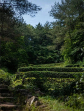 Load image into Gallery viewer, 2024 Wuyi Rock Tea Matouyan Rougui handmade by Mr. Wang Guoxing