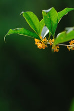 Load image into Gallery viewer, 2026 Premium Sweet Osmanthus Longjing · One Tea Embodies Spring and Autumn, Scent Crafted to Perfection特级桂花龙井