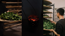 Load image into Gallery viewer, Taste the Rare "Yu Qi Lin" and Enjoy the Charm of Wuyi Tea