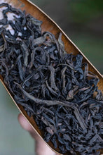 Load image into Gallery viewer, 2023 武夷岩茶“素心兰”/Golden Thread Orchid