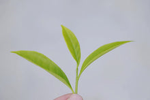 Load image into Gallery viewer, 2023 Oolong Tea "Phoenix Dancong/Milan Xiang"