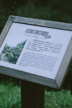 Load image into Gallery viewer, 2023 Niu Lan Keng Rou Gui/牛栏坑肉桂。